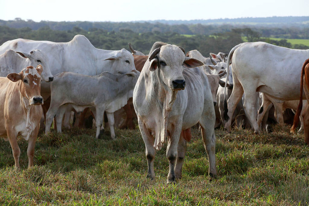 Argentina will close the year with the largest volume of beef exported in a century globally