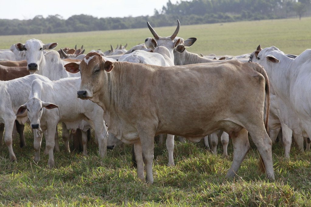 stock-photo-cattle.jpg